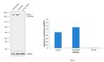 CD104 (Integrin beta 4) Antibody in Western Blot (WB)