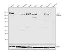 Laminin gamma-1,2,3 Antibody in Western Blot (WB)