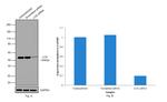 LCK Antibody