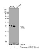 NGAL Antibody