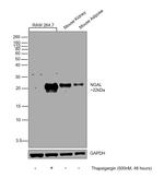 NGAL Antibody in Western Blot (WB)