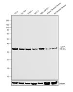 LDHA Antibody in Western Blot (WB)