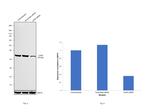 LDHA Antibody in Western Blot (WB)