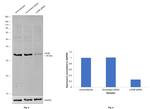 LDHB Antibody in Western Blot (WB)