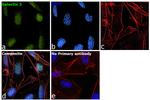 Galectin 3 Antibody in Immunocytochemistry (ICC/IF)