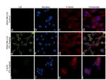 LIF Antibody