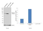 Lamin B1 Antibody