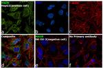 MAOB Antibody