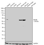 MAOB Antibody in Western Blot (WB)