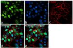 MCM2 Antibody in Immunocytochemistry (ICC/IF)