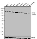 MCM2 Antibody in Western Blot (WB)