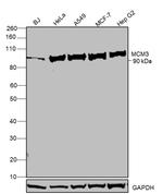 MCM3 Antibody in Western Blot (WB)