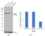 MCM3 Antibody