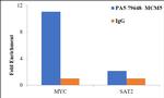 MCM5 Antibody in ChIP Assay (ChIP)