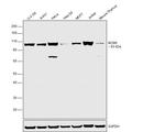 MCM6 Antibody in Western Blot (WB)