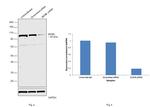 MCM6 Antibody in Western Blot (WB)