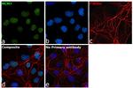 MCM7 Antibody in Immunocytochemistry (ICC/IF)