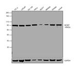 MCM7 Antibody in Western Blot (WB)