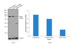 MCM7 Antibody in Western Blot (WB)