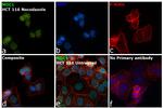 MDC1 Antibody