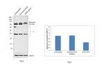 MFN2 Antibody in Western Blot (WB)