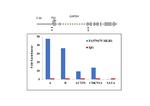 MLH1 Antibody in ChIP Assay (ChIP)