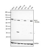 MLH1 Antibody in Western Blot (WB)