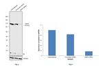 MSH2 Antibody in Western Blot (WB)