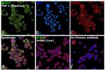 NLRC4 Antibody in Immunocytochemistry (ICC/IF)