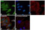 NME1 Antibody in Immunocytochemistry (ICC/IF)