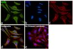 NME2 Antibody in Immunocytochemistry (ICC/IF)