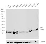 NME2 Antibody in Western Blot (WB)