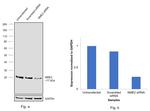 NME2 Antibody