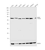 NONO Antibody in Western Blot (WB)