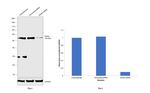 NONO Antibody