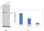 NRF1 Antibody in Western Blot (WB)