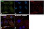 PDK1 Antibody in Immunocytochemistry (ICC/IF)