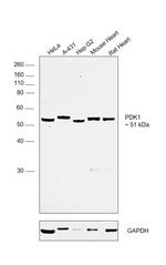 PDK1 Antibody in Western Blot (WB)