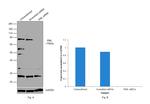 PML Antibody in Western Blot (WB)