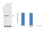 PRKAR1A Antibody in Western Blot (WB)