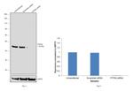 PTPN2 Antibody