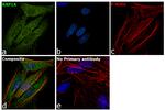 RAP1A Antibody in Immunocytochemistry (ICC/IF)