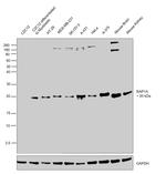 RAP1A Antibody in Western Blot (WB)