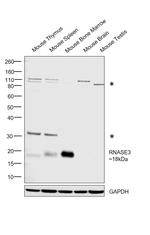 RNASE3 Antibody in Western Blot (WB)