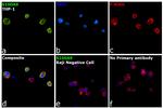 S100A9 Antibody