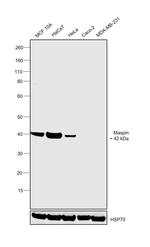 Maspin Antibody in Western Blot (WB)