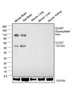 GLAST Antibody in Western Blot (WB)