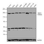 SMC3 Antibody in Western Blot (WB)