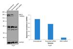 SMC3 Antibody in Western Blot (WB)