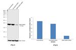 SMN1/SMN2 Antibody